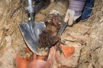Can Trenchless Repair Address Root Intrusion Problems in Trees Near Sewer Lines in Waukesha?