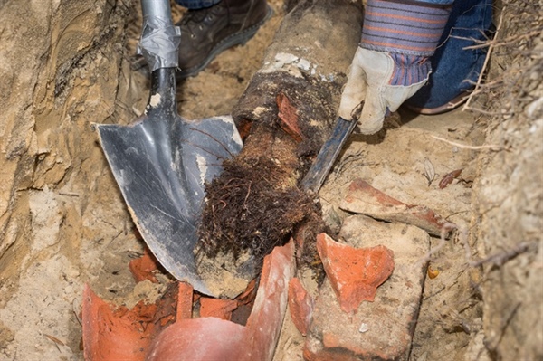 Can Trenchless Repair Address Root Intrusion Problems in Trees Near Sewer Lines in Waukesha?
