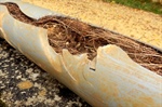 How Does Trenchless Sewer Repair Address Root Intrusion Issues?