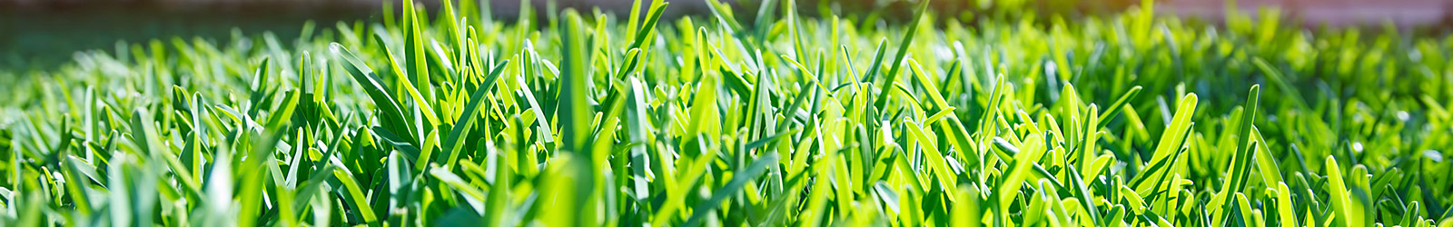 Grass